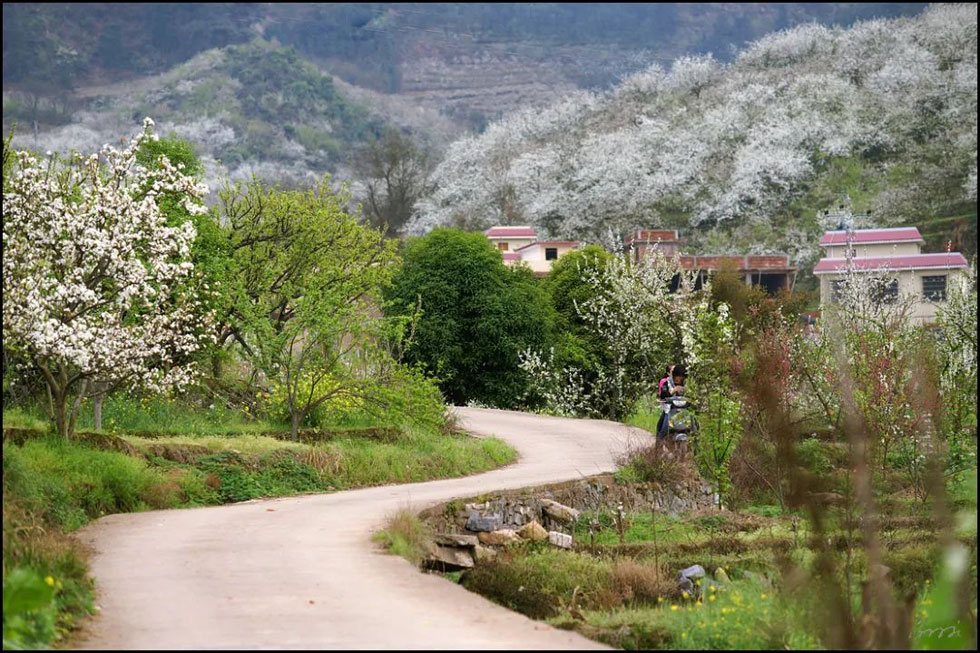 【春天,广西桂林灌阳县向您发出邀请!】我们在灌阳看梨花 - 游山玩水 - 泰安生活社区 - 泰安28生活网 ta.28life.com