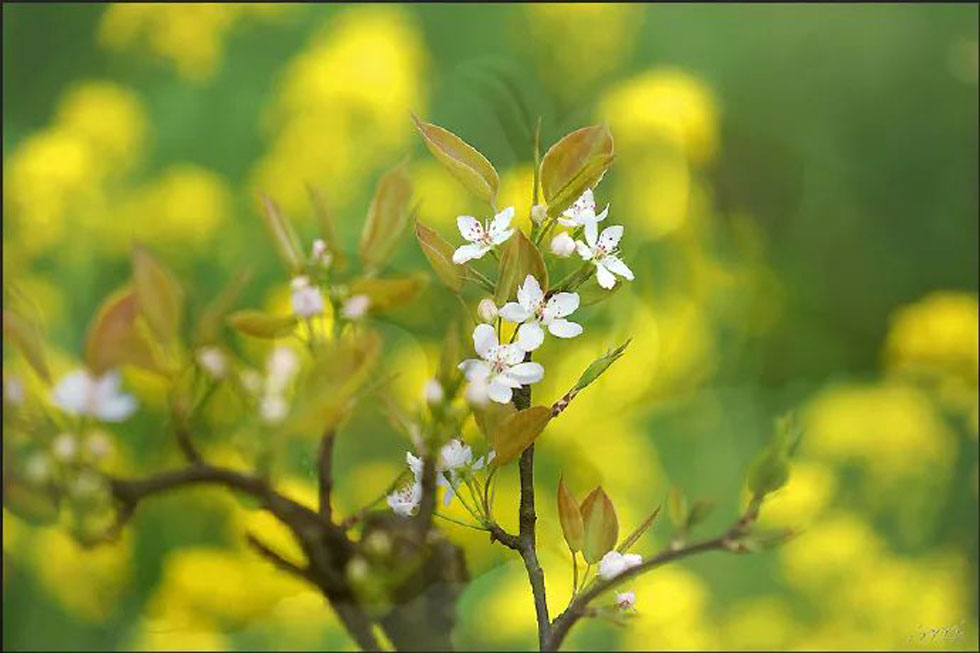 【春天,广西桂林灌阳县向您发出邀请!】我们在灌阳看梨花 - 游山玩水 - 泰安生活社区 - 泰安28生活网 ta.28life.com