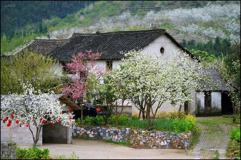 【春天,广西桂林灌阳县向您发出邀请!】我们在灌阳看梨花 - 游山玩水 - 泰安生活社区 - 泰安28生活网 ta.28life.com