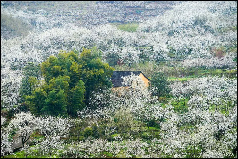 【春天,广西桂林灌阳县向您发出邀请!】我们在灌阳看梨花 - 游山玩水 - 泰安生活社区 - 泰安28生活网 ta.28life.com