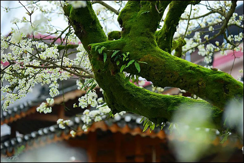 【春天,广西桂林灌阳县向您发出邀请!】我们在灌阳看梨花 - 游山玩水 - 泰安生活社区 - 泰安28生活网 ta.28life.com