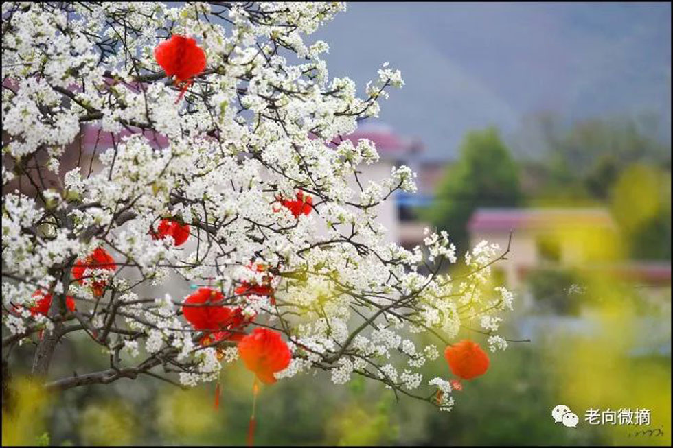 【春天,广西桂林灌阳县向您发出邀请!】我们在灌阳看梨花 - 游山玩水 - 泰安生活社区 - 泰安28生活网 ta.28life.com