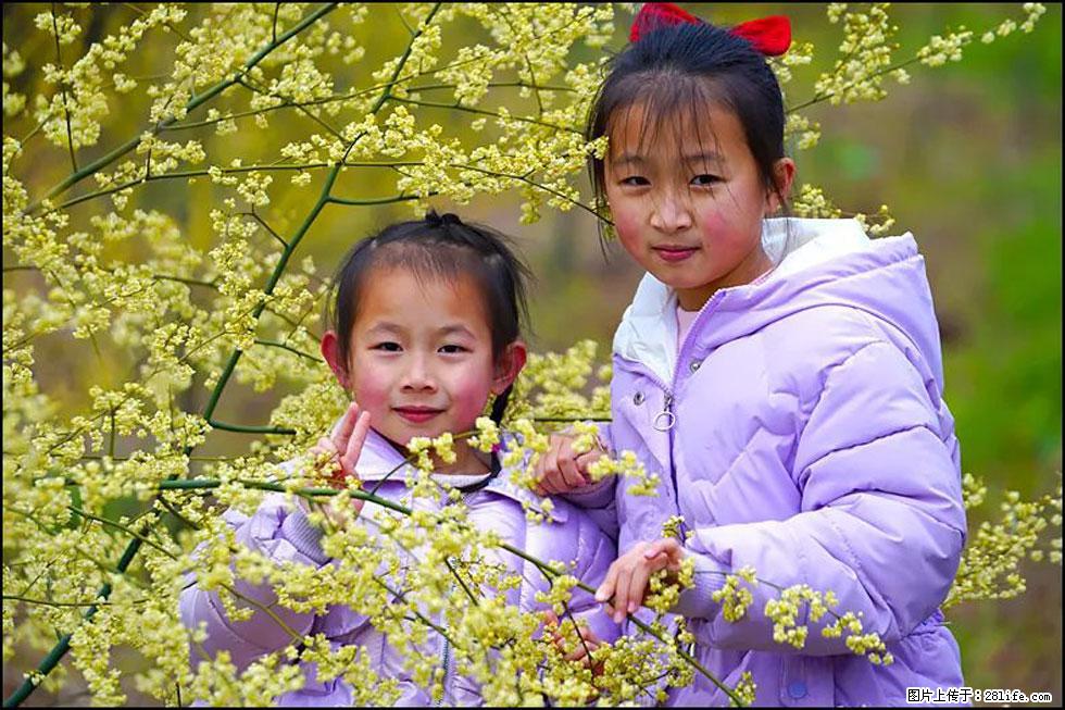 【春天，广西桂林灌阳县向您发出邀请！】米珠山前有片山苍子花在飘香 - 游山玩水 - 泰安生活社区 - 泰安28生活网 ta.28life.com