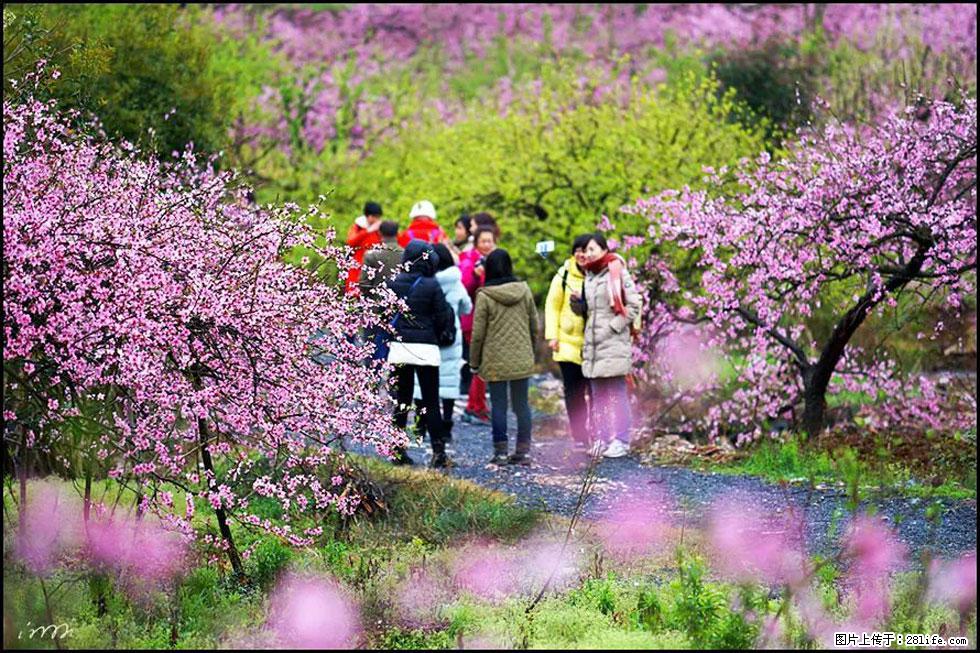 【春天，广西桂林灌阳县向您发出邀请！】官庄村有个醉美的桃花园 - 游山玩水 - 泰安生活社区 - 泰安28生活网 ta.28life.com