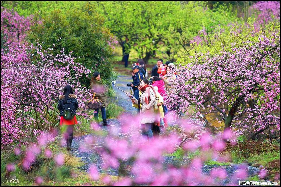 【春天，广西桂林灌阳县向您发出邀请！】官庄村有个醉美的桃花园 - 游山玩水 - 泰安生活社区 - 泰安28生活网 ta.28life.com