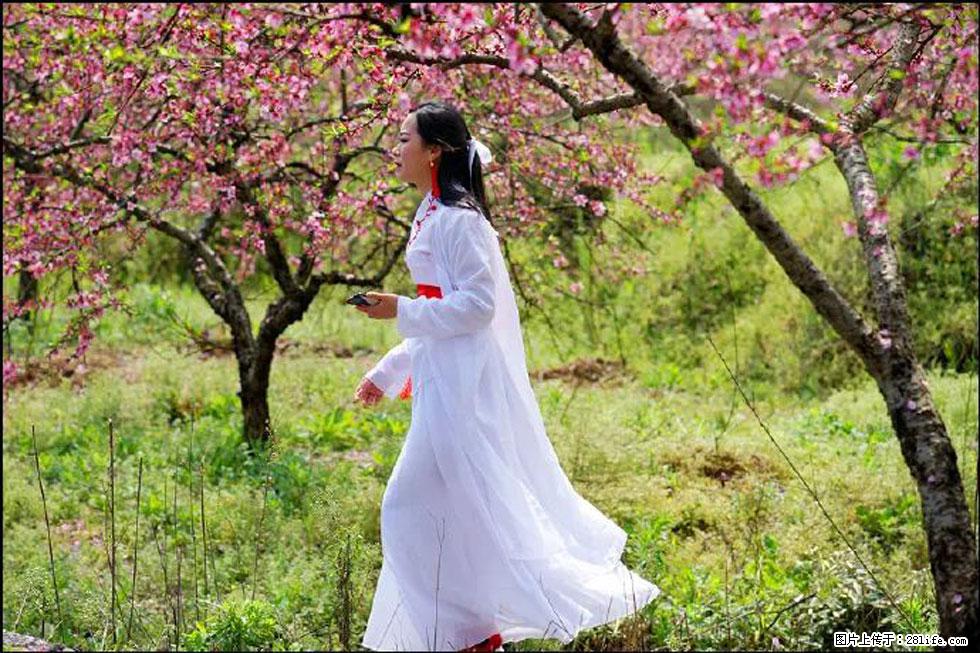 【春天,广西桂林灌阳县向您发出邀请!】官庄村有个醉美的桃花园 - 游山玩水 - 泰安生活社区 - 泰安28生活网 ta.28life.com