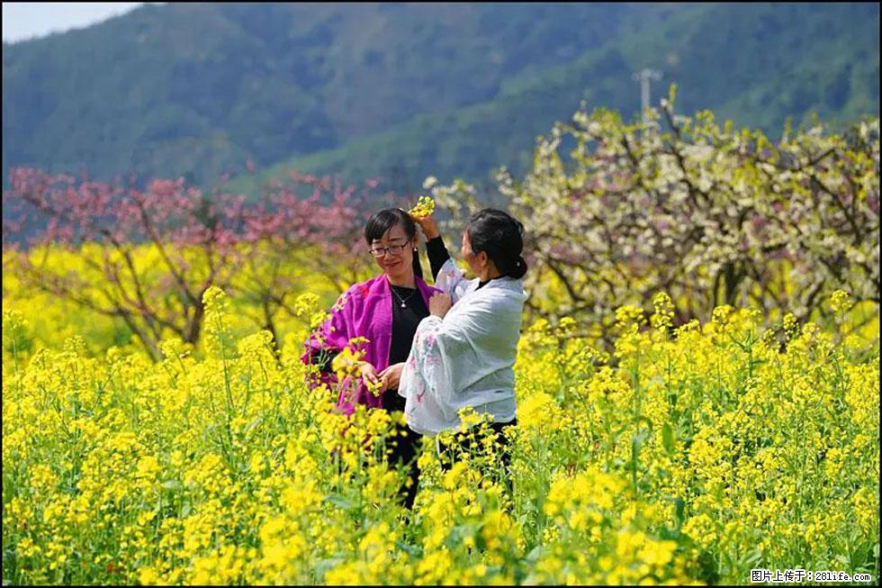【春天,广西桂林灌阳县向您发出邀请!】长坪村油菜盛情花开 - 游山玩水 - 泰安生活社区 - 泰安28生活网 ta.28life.com