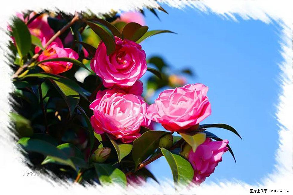 【春天,广西桂林灌阳县向您发出邀请!】杨柳井茶花惹人爱 - 游山玩水 - 泰安生活社区 - 泰安28生活网 ta.28life.com
