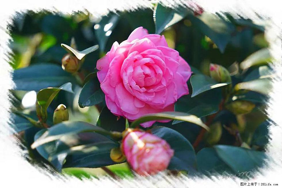 【春天,广西桂林灌阳县向您发出邀请!】杨柳井茶花惹人爱 - 游山玩水 - 泰安生活社区 - 泰安28生活网 ta.28life.com