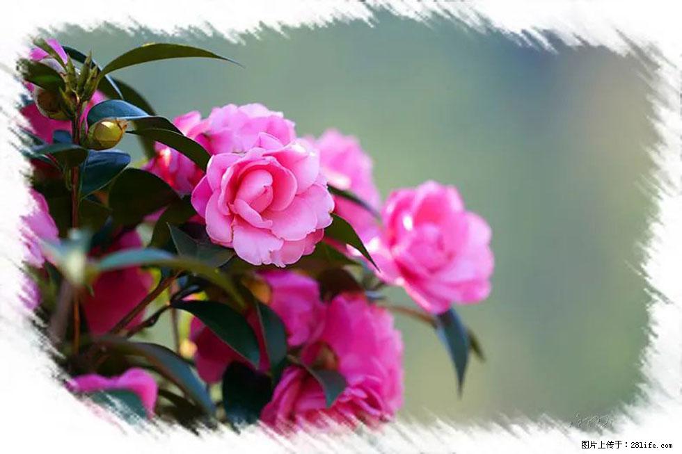 【春天,广西桂林灌阳县向您发出邀请!】杨柳井茶花惹人爱 - 游山玩水 - 泰安生活社区 - 泰安28生活网 ta.28life.com