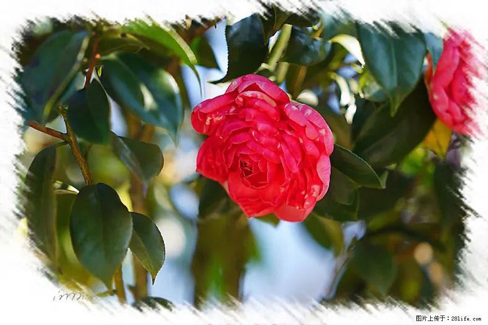 【春天,广西桂林灌阳县向您发出邀请!】杨柳井茶花惹人爱 - 游山玩水 - 泰安生活社区 - 泰安28生活网 ta.28life.com
