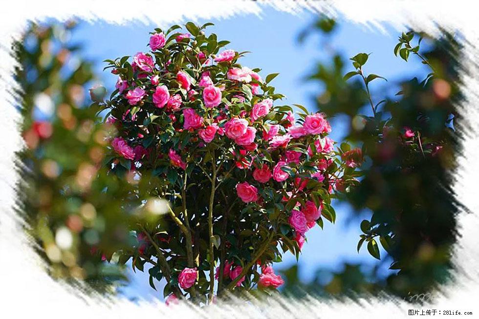 【春天,广西桂林灌阳县向您发出邀请!】杨柳井茶花惹人爱 - 游山玩水 - 泰安生活社区 - 泰安28生活网 ta.28life.com