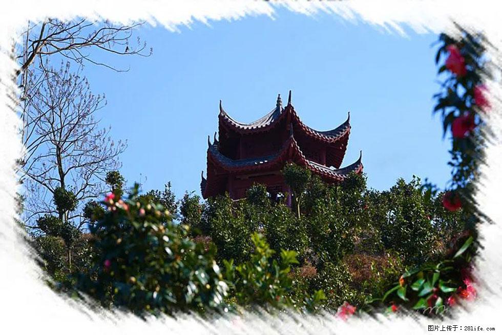 【春天,广西桂林灌阳县向您发出邀请!】杨柳井茶花惹人爱 - 游山玩水 - 泰安生活社区 - 泰安28生活网 ta.28life.com