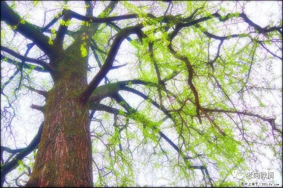 【春天,广西桂林灌阳县向您发出邀请!】在小龙村与春天约会 - 游山玩水 - 泰安生活社区 - 泰安28生活网 ta.28life.com