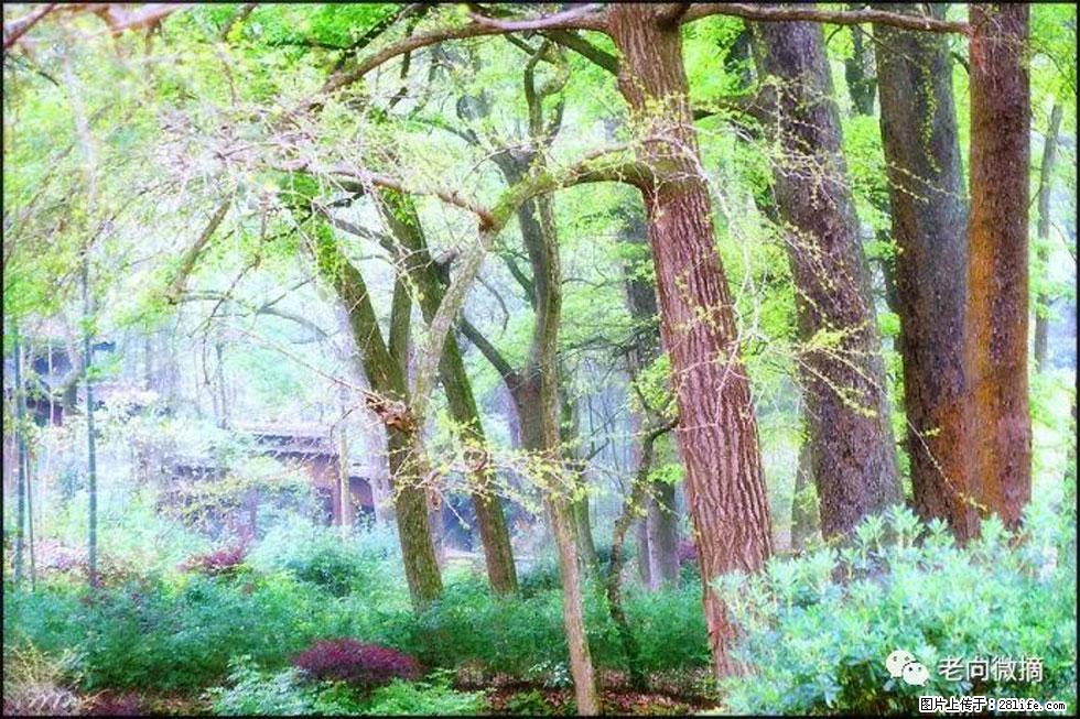 【春天,广西桂林灌阳县向您发出邀请!】在小龙村与春天约会 - 游山玩水 - 泰安生活社区 - 泰安28生活网 ta.28life.com