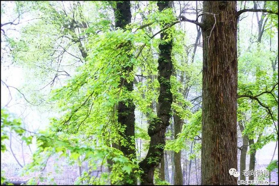 【春天,广西桂林灌阳县向您发出邀请!】在小龙村与春天约会 - 游山玩水 - 泰安生活社区 - 泰安28生活网 ta.28life.com