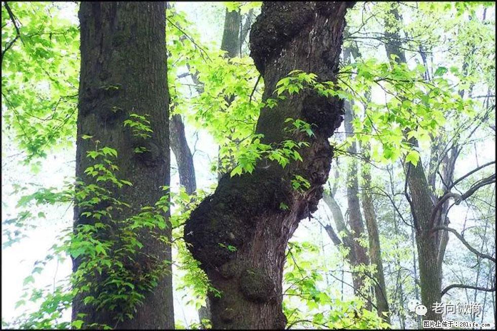 【春天,广西桂林灌阳县向您发出邀请!】在小龙村与春天约会 - 游山玩水 - 泰安生活社区 - 泰安28生活网 ta.28life.com