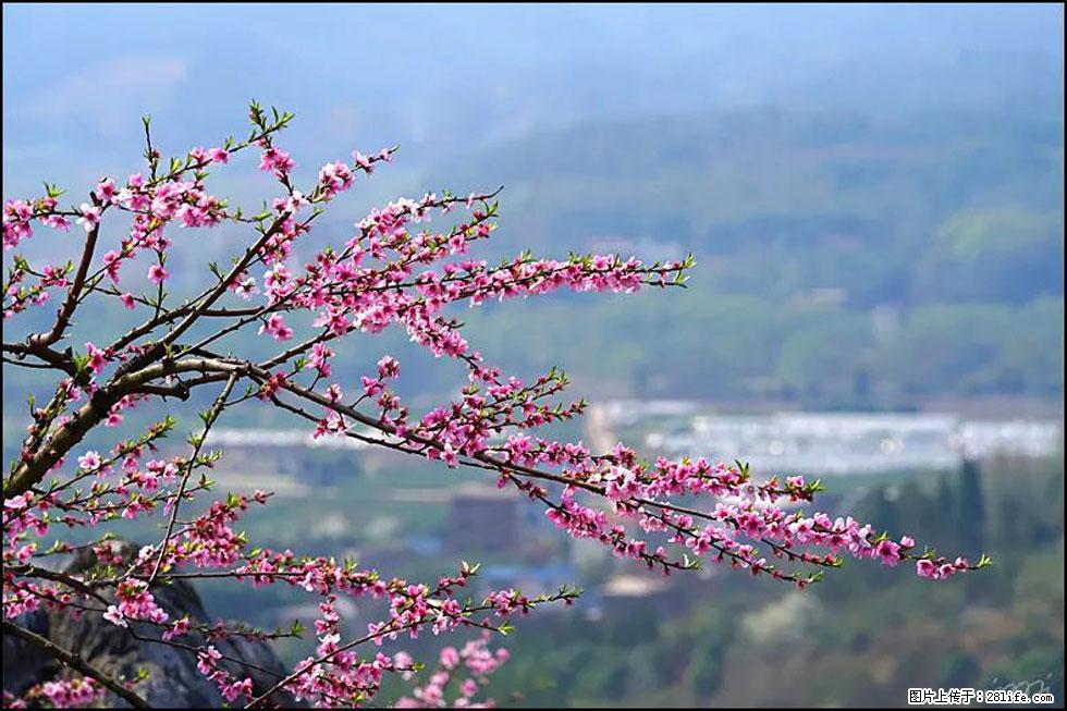 【春天,广西桂林灌阳县向您发出邀请!】望月岭上桃花开 - 游山玩水 - 泰安生活社区 - 泰安28生活网 ta.28life.com