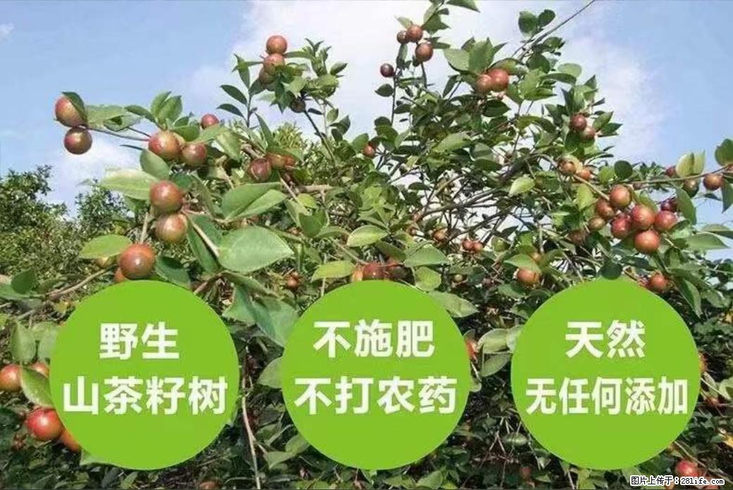 【灌阳县油茶产业示范区】一个有着充实的精神生活的人,对待身外之物自会有一种淡泊的态度 - 土特产 - 饮食特产 - 泰安分类信息 - 泰安28生活网 ta.28life.com