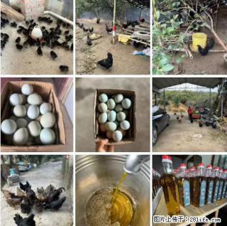 油茶园从小鸡仔开始养起的纯土鸡、土鸡蛋可以预定啦!还有前几天刚榨的纯山茶油哦 - 泰安28生活网 ta.28life.com
