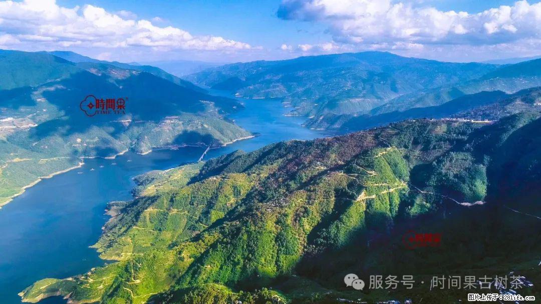 时间果百年古树龙珠普洱生茶 - 购物交流 - 泰安生活社区 - 泰安28生活网 ta.28life.com