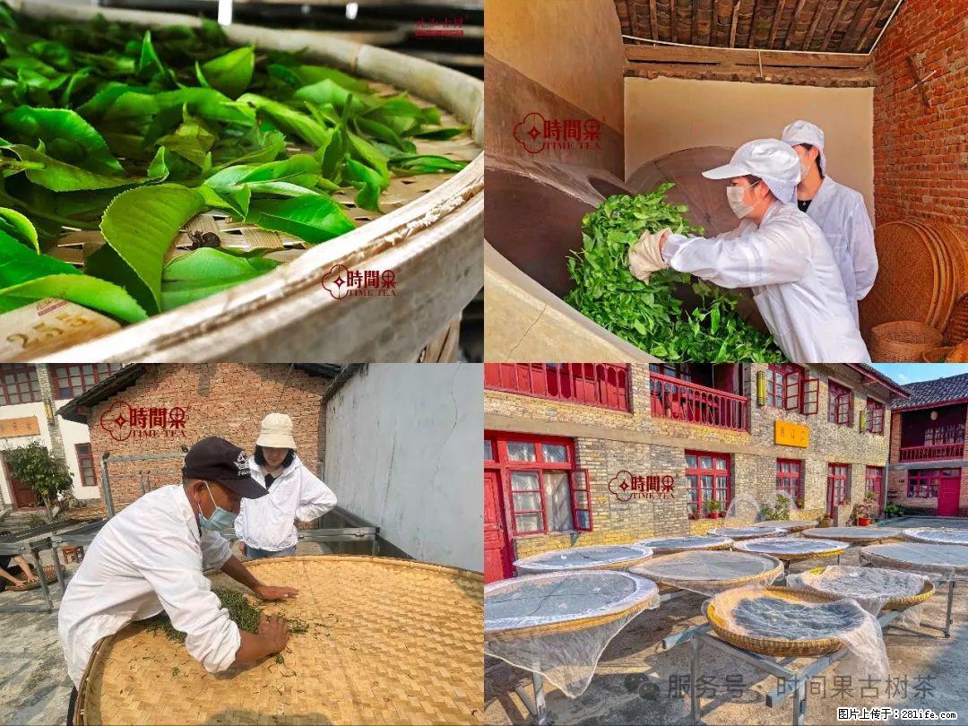 时间果百年古树龙珠普洱生茶 - 购物交流 - 泰安生活社区 - 泰安28生活网 ta.28life.com