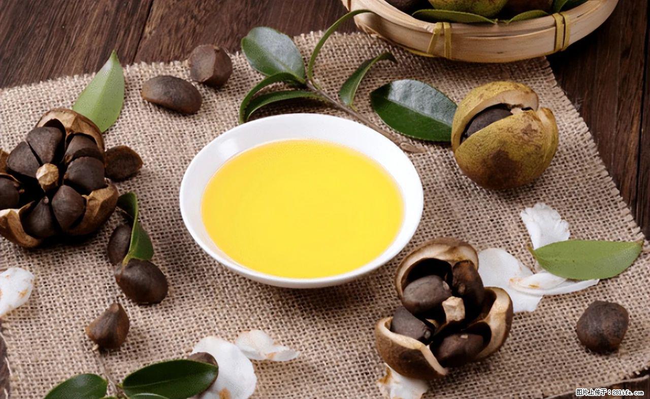 揭秘茶油的5大核心营养成分！被称为人体健康的“守护盾”！ - 泰安生活资讯 - 泰安28生活网 ta.28life.com