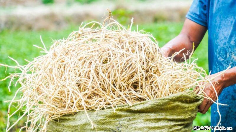 堪称“最难吃”的蔬菜，却是 “抗辐射神器”，还能护肺、清热、止咳化痰！ - 泰安生活资讯 - 泰安28生活网 ta.28life.com