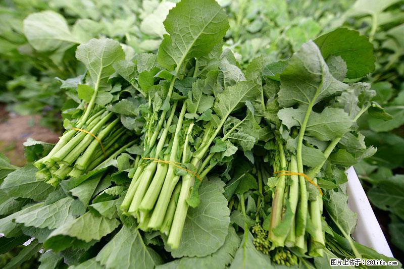 这些蔬菜是“天然钙片”，这6种被医生重点推荐 - 泰安生活资讯 - 泰安28生活网 ta.28life.com
